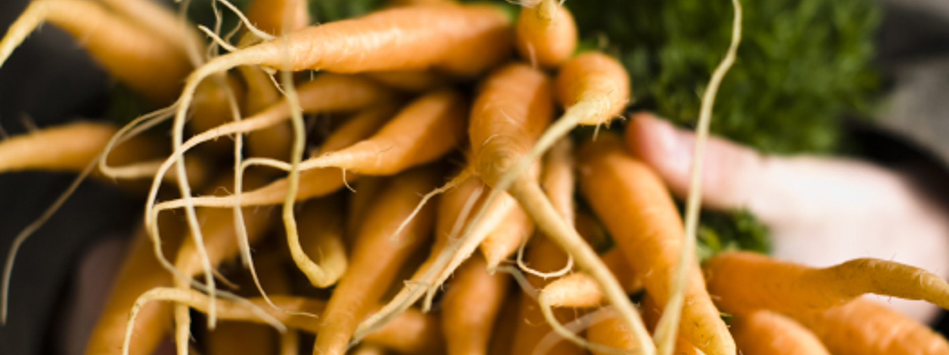 A bunch of orange carrots